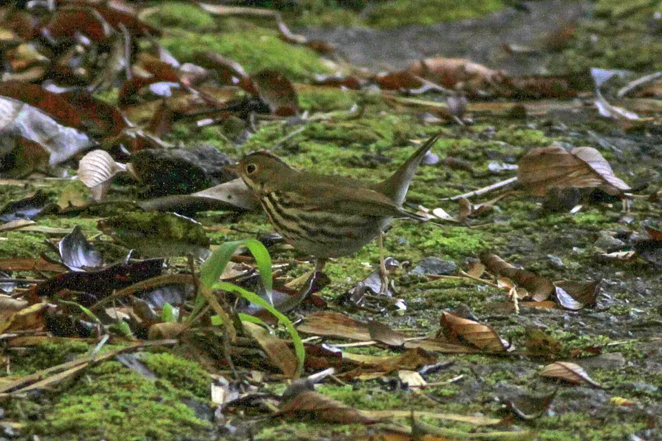 File:Ovenbird (Seiurus aurocapilla) (8082136397).jpg