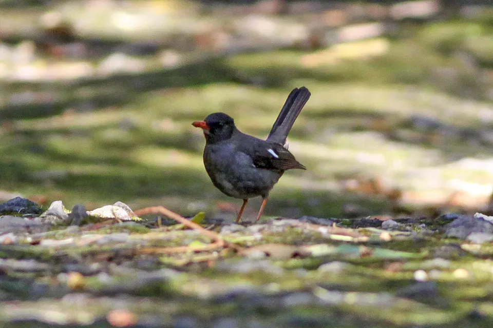 File:White-chinned Thrush (Turdus aurantius) (8082136653).jpg
