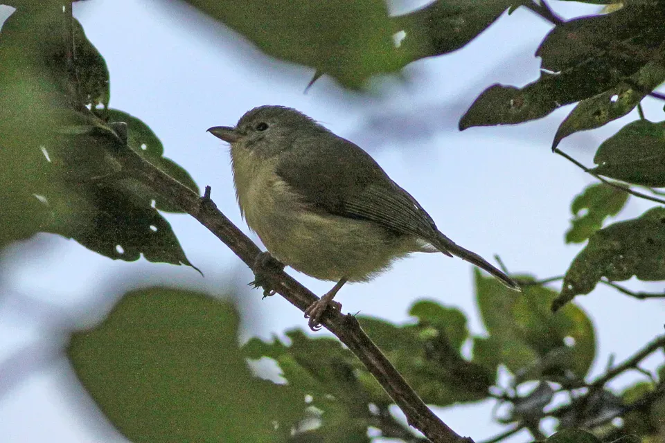 File:Blue Mountain Vireo (Vireo osburni) (8082136907).jpg