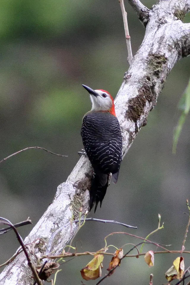 File:Jamaican Woodpecker (Melanerpes radiolatus) (8082139339).jpg