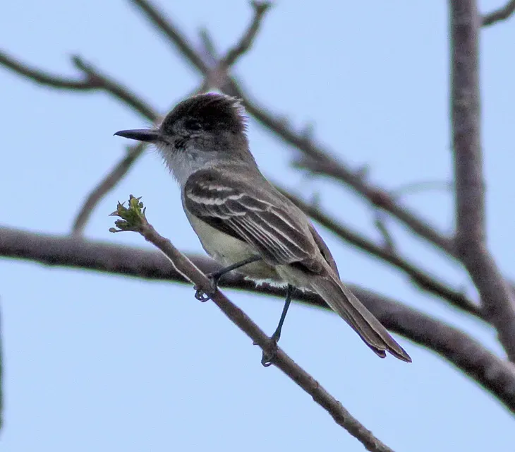 File:Stolid Flycatcher (Myiarchus stolidus) (8082134221).jpg