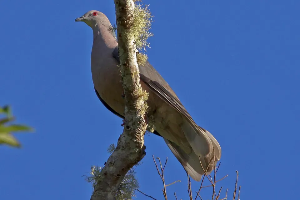 File:Ring-tailed Pigeon (Patagioenas caribaea) (8082135543).jpg