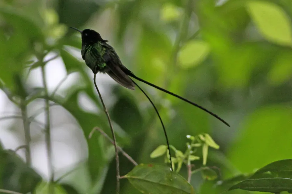 File:Black-billed Streamertail (Trochilus scitulus) (8082132080).jpg