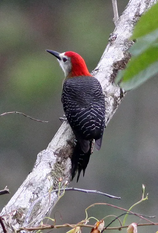 File:Jamaican Woodpecker (Melanerpes radiolatus) (8082139567).jpg