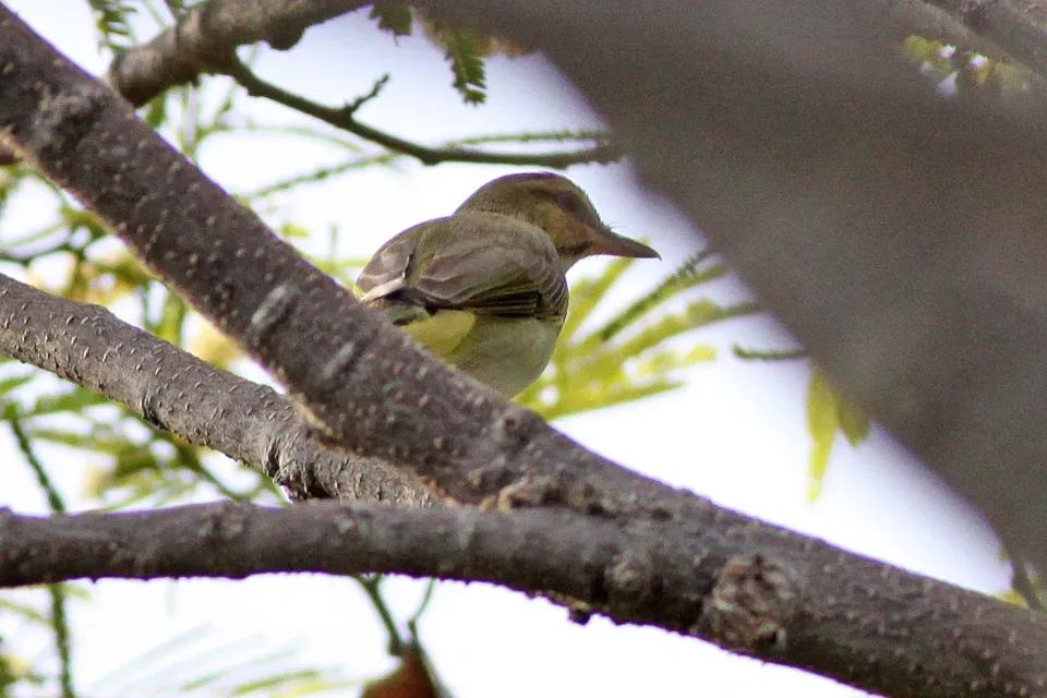 File:Black-whiskered Vireo (Vireo altiloquus) (8082757282).jpg