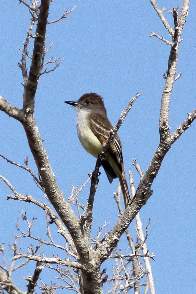 File:Stolid Flycatcher (Myiarchus stolidus) (8082768733).jpg