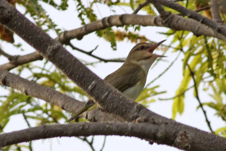 File:Black-whiskered Vireo (Vireo altiloquus) (8082757708).jpg