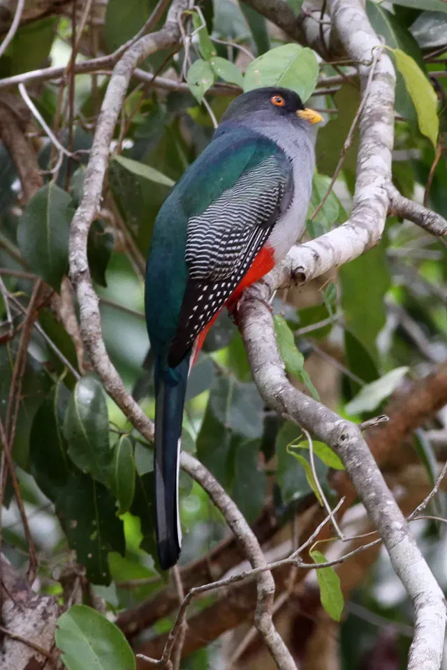 File:Hispaniolan Trogon (Priotelus roseigaster) (8082768540).jpg