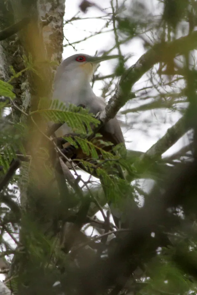 File:Hispaniolan Lizard Cuckoo (Coccyzus longirostris) (8082768122).jpg