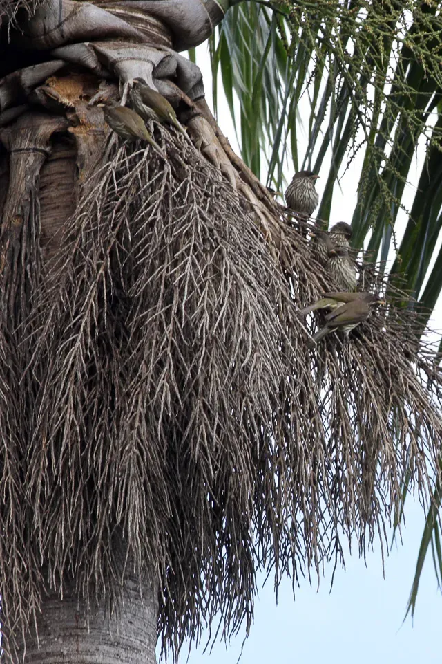 File:Palmchat (Dulus dominicus) (8082771737).jpg