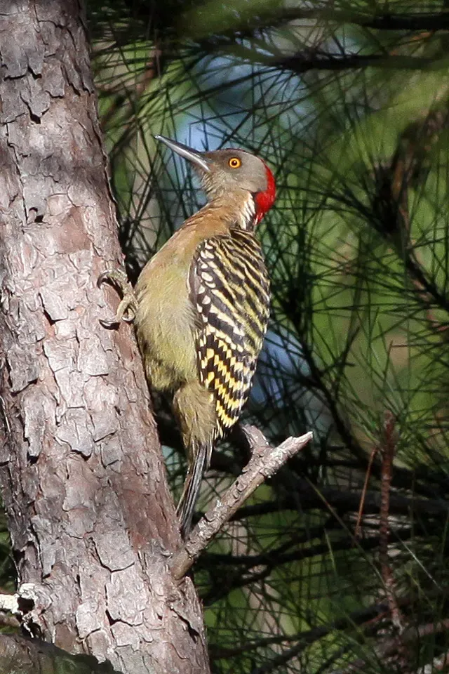 File:Hispaniolan Woodpecker (Melanerpes striatus) (8082777540).jpg