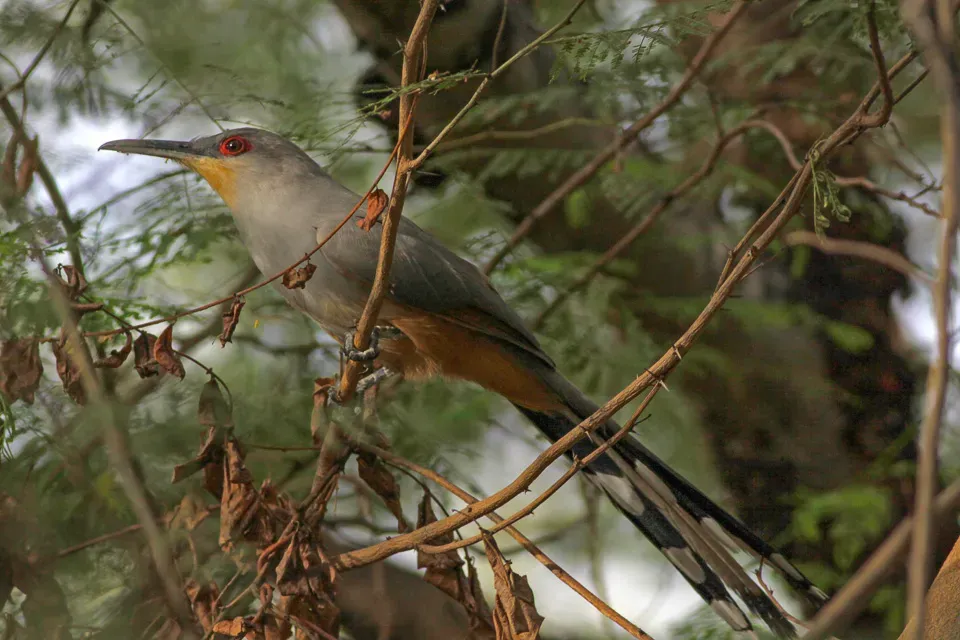 File:Hispaniolan Lizard Cuckoo (Coccyzus longirostris) (8082781213).jpg