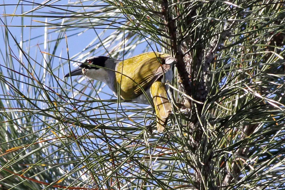 File:Black-crowned Tanager (Phaenicophilus palmarum) (8082785999).jpg