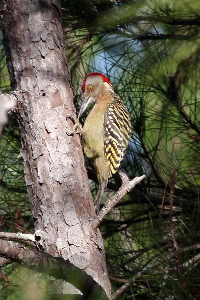 File:Hispaniolan Woodpecker (Melanerpes striatus) (8082777070).jpg