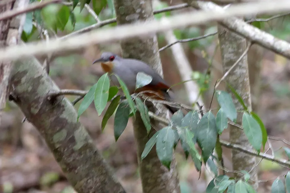 File:Hispaniolan Lizard Cuckoo (Coccyzus longirostris) (8082777879).jpg