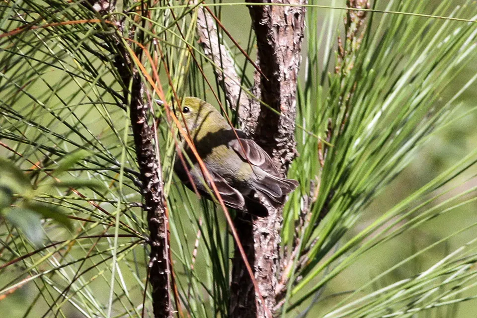 File:Pine Warbler (Setophaga pinus) (8082787265).jpg