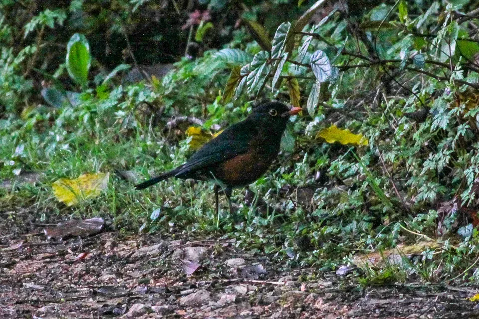 File:La Selle Thrush (Turdus swalesi) (8082789895).jpg