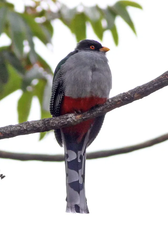 File:Hispaniolan Trogon (Priotelus roseigaster) (8082793412).jpg