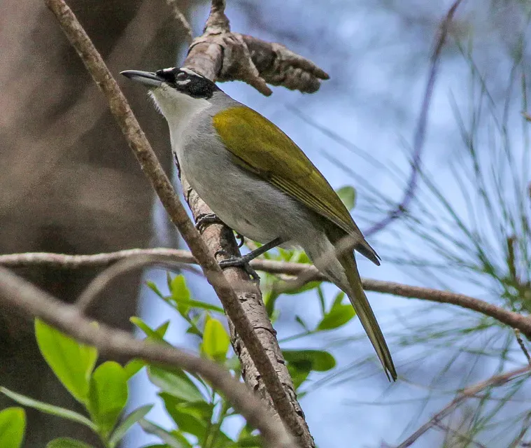 File:Black-crowned Tanager (Phaenicophilus palmarum) (8082799666).jpg