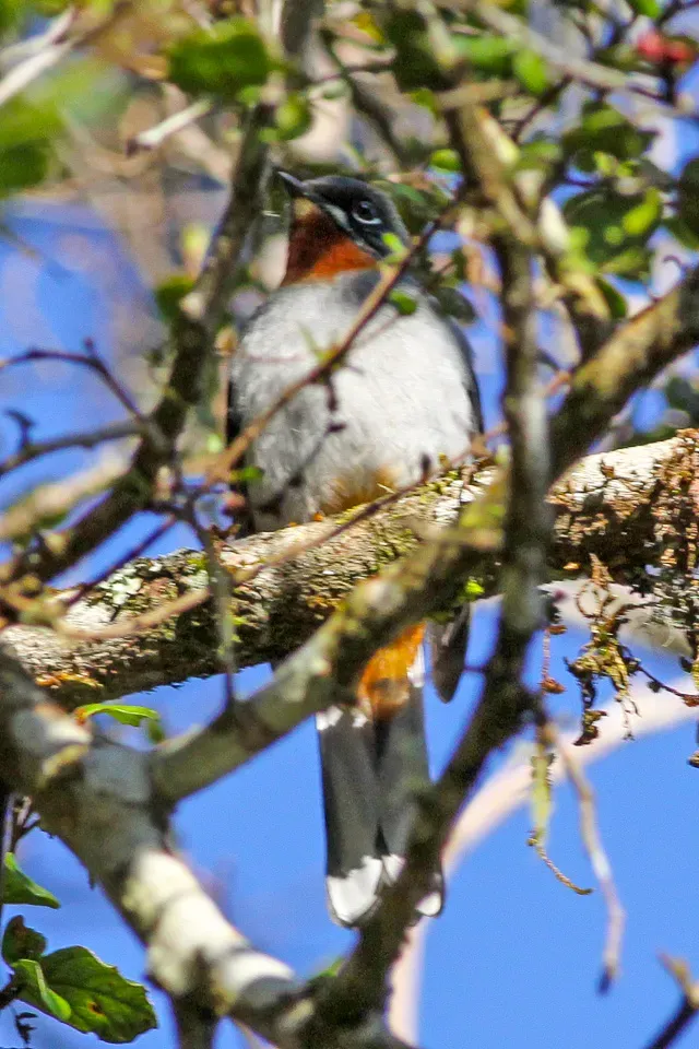File:Rufous-throated Solitaire (Myadestes genibarbis) (8082796161).jpg
