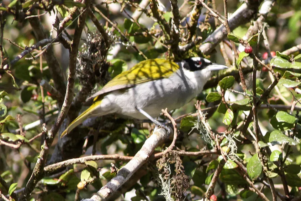 File:Black-crowned Tanager (Phaenicophilus palmarum) (8082791764).jpg