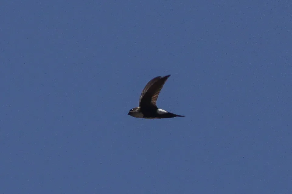 File:Antillean Palm Swift (Tachornis phoenicobia) (8082808322).jpg