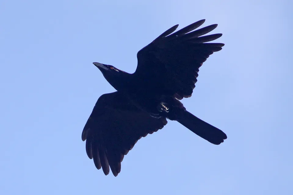 File:White-necked Crow (Corvus leucognaphalus) (8082814050).jpg