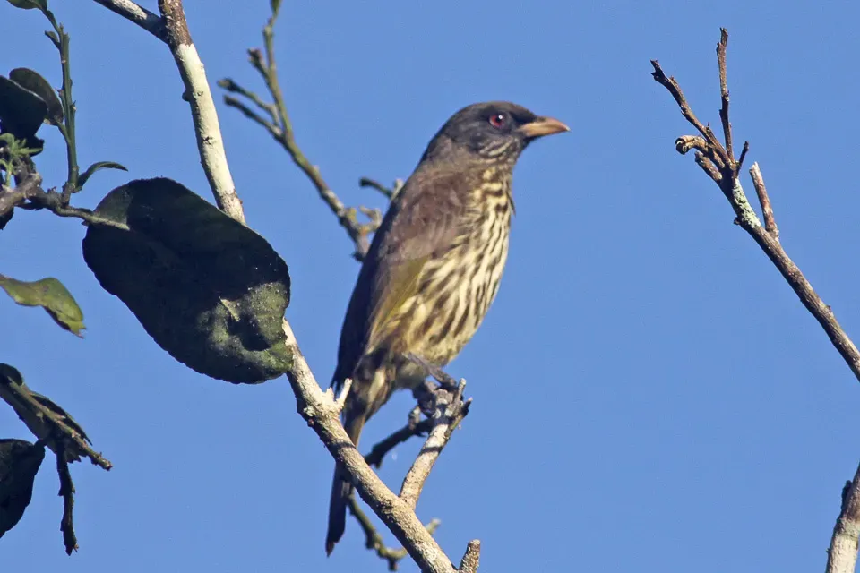 File:Palmchat (Dulus dominicus) (8082814594).jpg