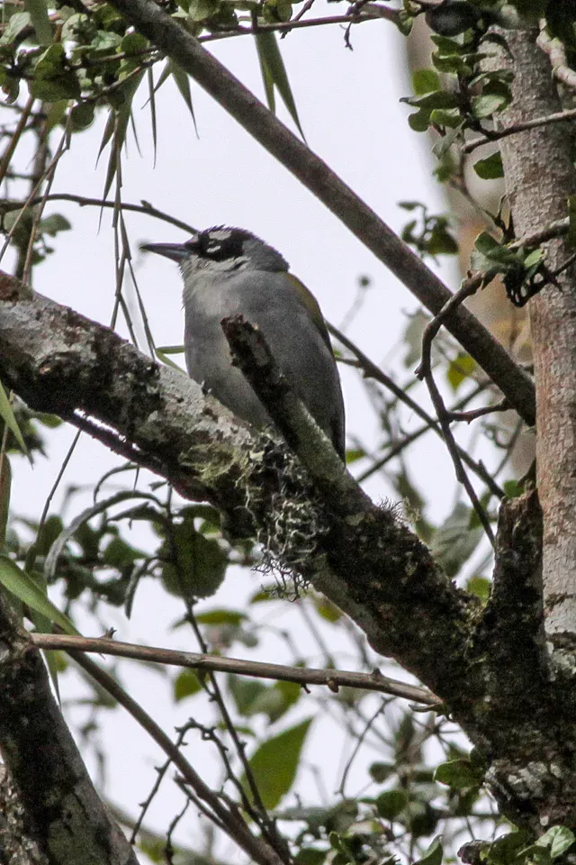 File:Black-crowned Tanager (Phaenicophilus palmarum) (8082795900).jpg