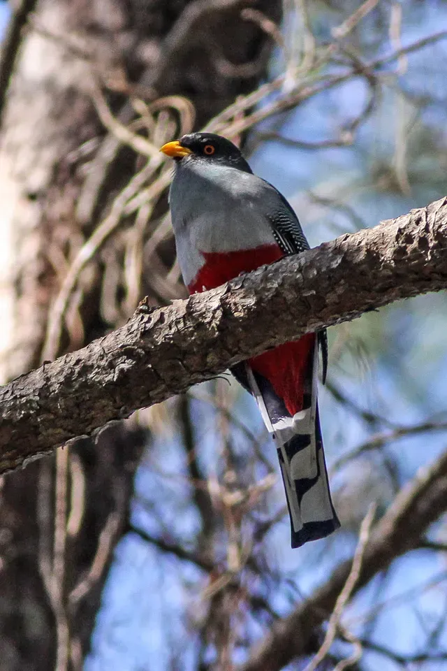 File:Hispaniolan Trogon (Priotelus roseigaster) (8082798368).jpg