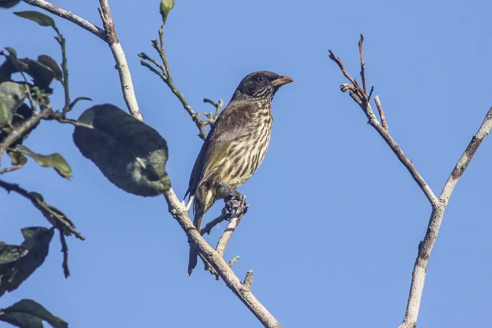 File:Palmchat (Dulus dominicus) (8082815068).jpg
