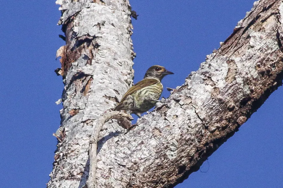 File:Antillean Piculet (Nesoctites micromegas) (8082822193).jpg
