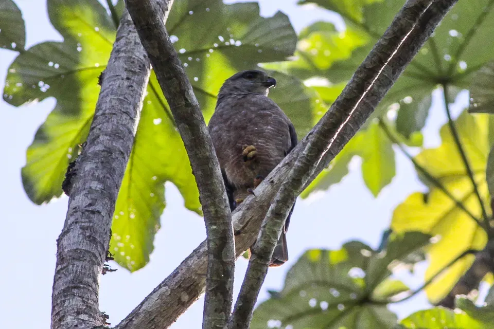 File:Ridgeway's Hawk (Buteo ridgwayi) (8082820954).jpg
