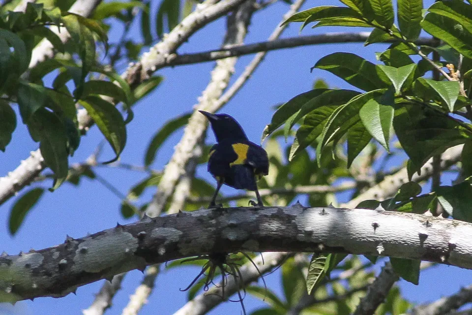 File:Hispaniolan Oriole (Icterus dominicensis) (8082823887).jpg