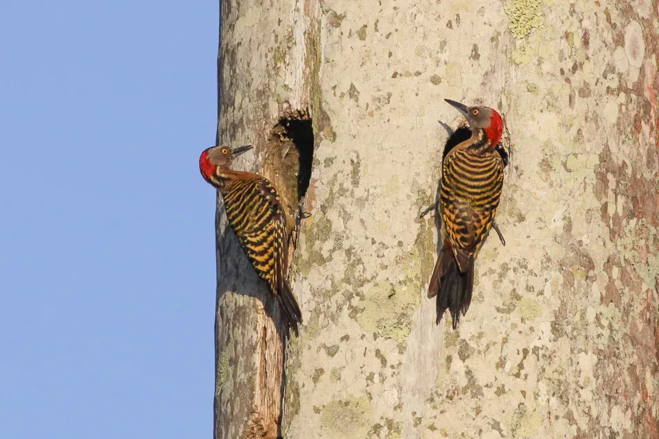 File:Hispaniolan Woodpecker (Melanerpes striatus) (8082831334).jpg