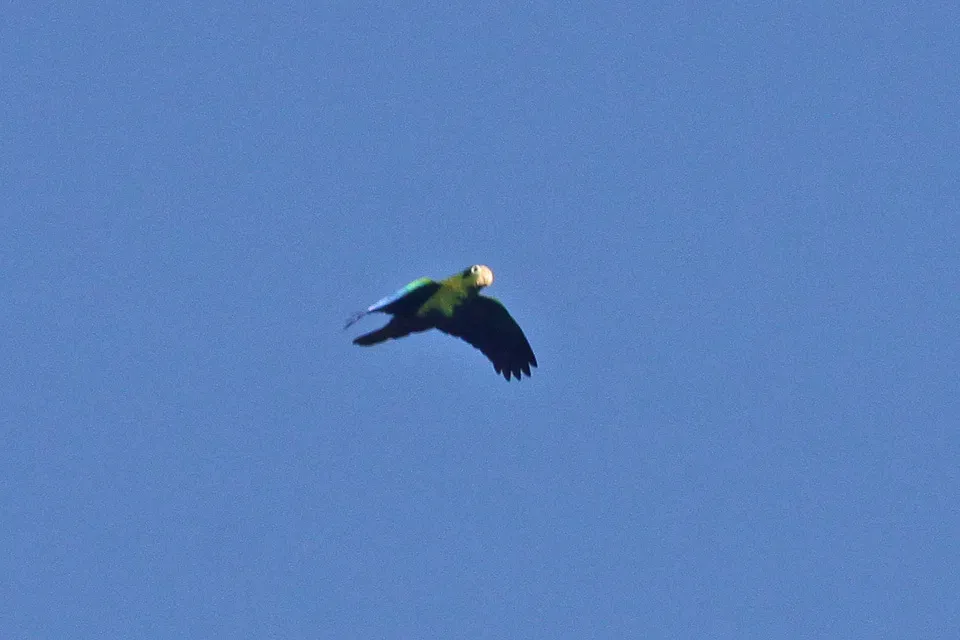 File:Hispaniolan Amazon(Amazona ventralis) (8082813260).jpg