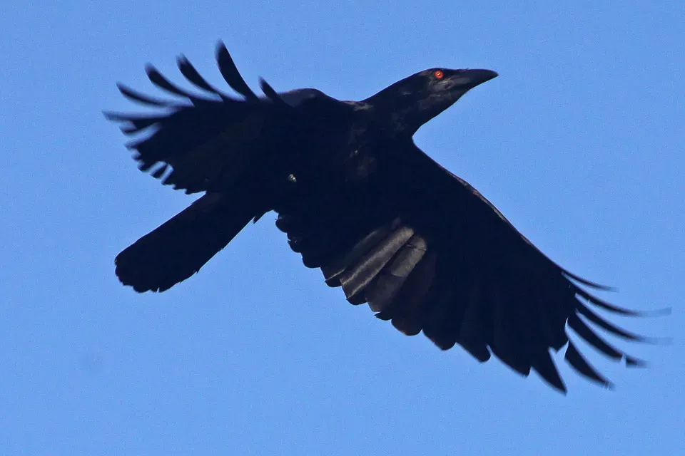 File:White-necked Crow (Corvus leucognaphalus) (8082819203).jpg
