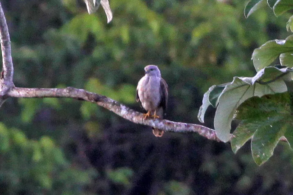 File:Ridgeway's Hawk (Buteo ridgwayi) (8082838147).jpg