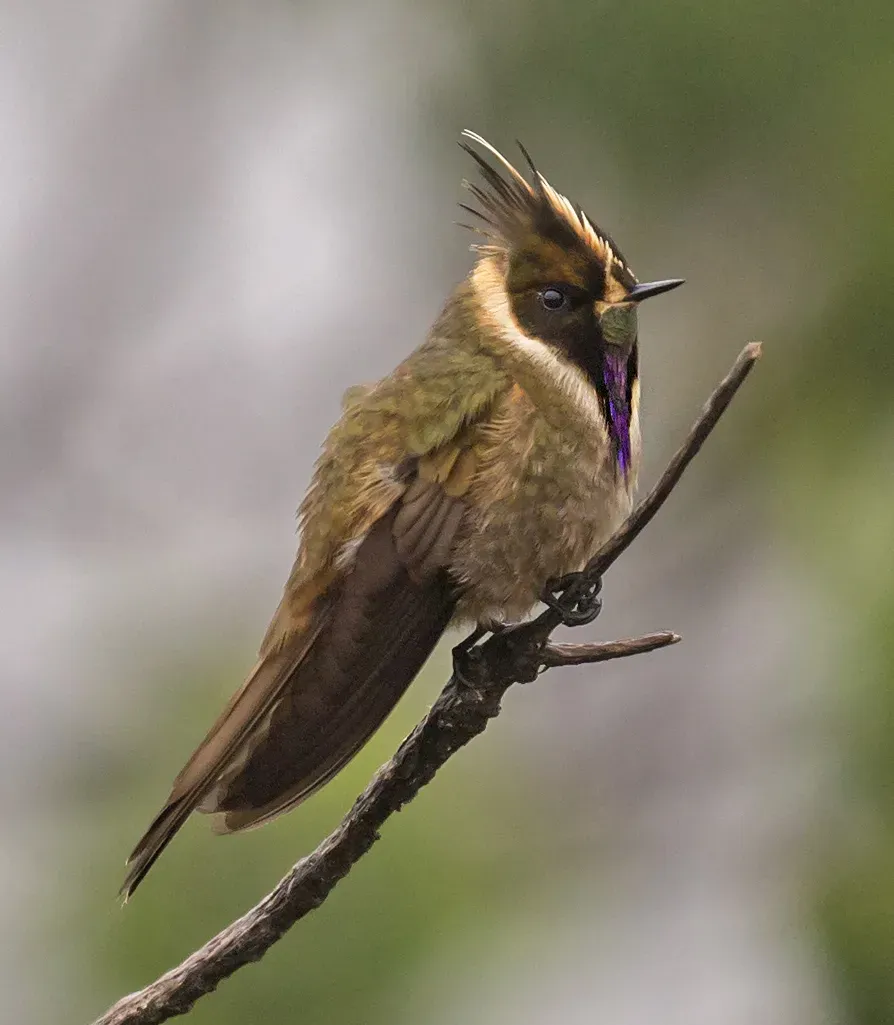 File:Oxypogon stuebelii - Buffy Helmetcrest - Colibrí Chivito del Ruiz.jpg