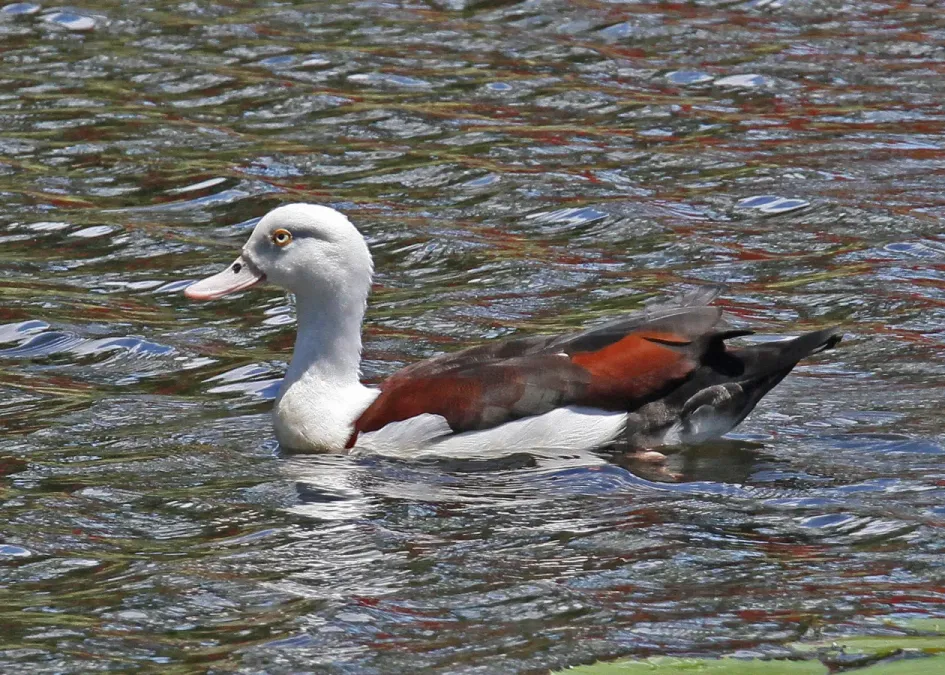 File:Radjah Shelduck JCB.jpg