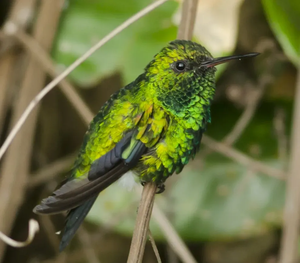 File:Red-billed Emerald (Chlorostilbon gibsoni).jpg