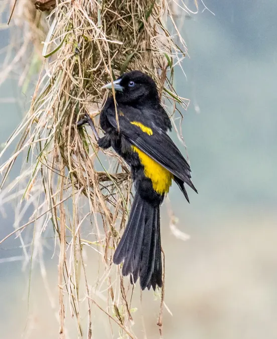 File:Northern Mountain Cacique (Cacicus chrysonotus).jpg
