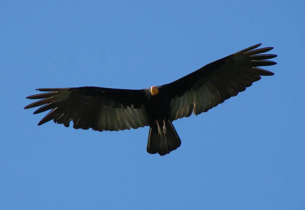 File:Greater Yellow-headed Vulture (Cathartes melambrotus) in flight from below.jpg