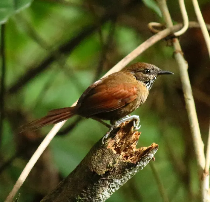 File:Stripe-breasted Spinetail (Synallaxis cinnamomea).jpg