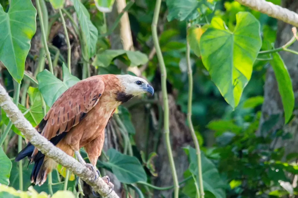 File:Black-collared Hawk - Gavilán Colorado (Busarellus nigricollis nigricollis) (24243663050).jpg
