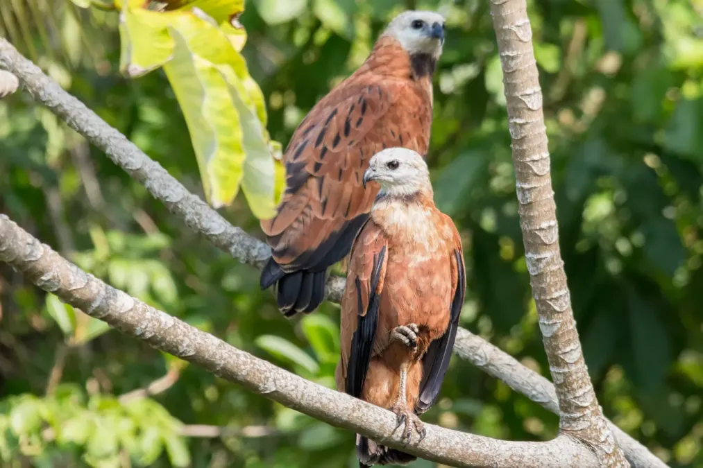 File:Black-collared Hawk - Gavilán Colorado (Busarellus nigricollis nigricollis) (24539152235).jpg