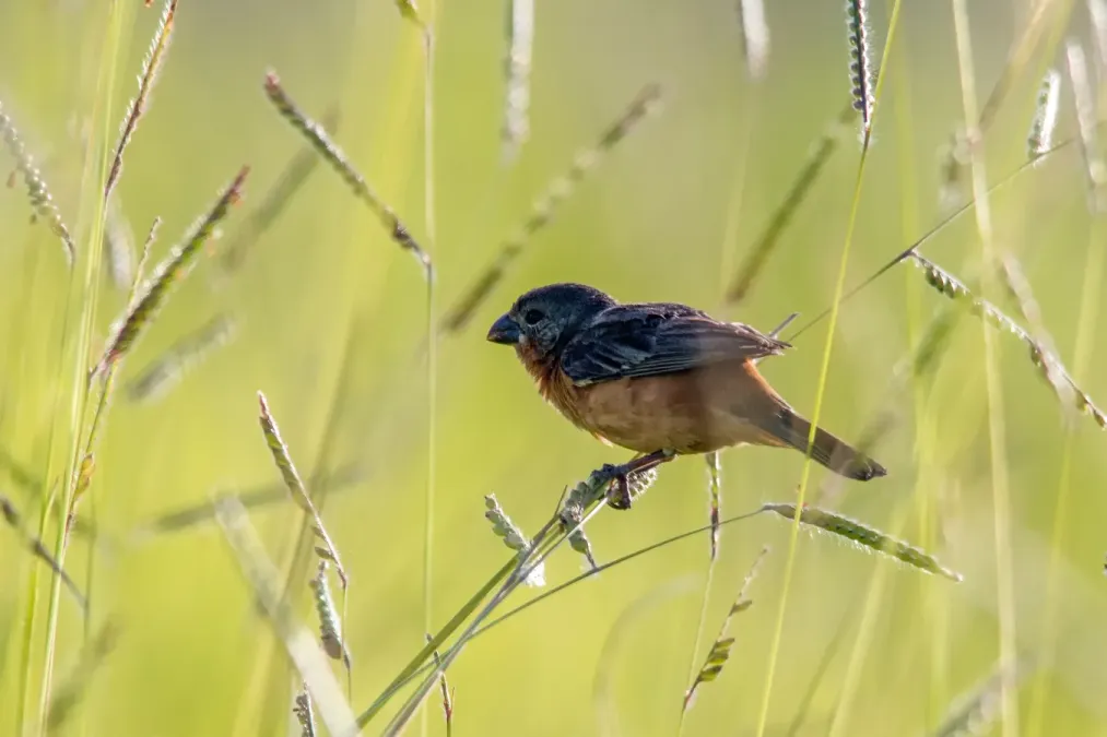 File:Ruddy-breasted Seedeater - Espiguero Canelillo (Sporophila minuta) (♂) (22918456643).jpg