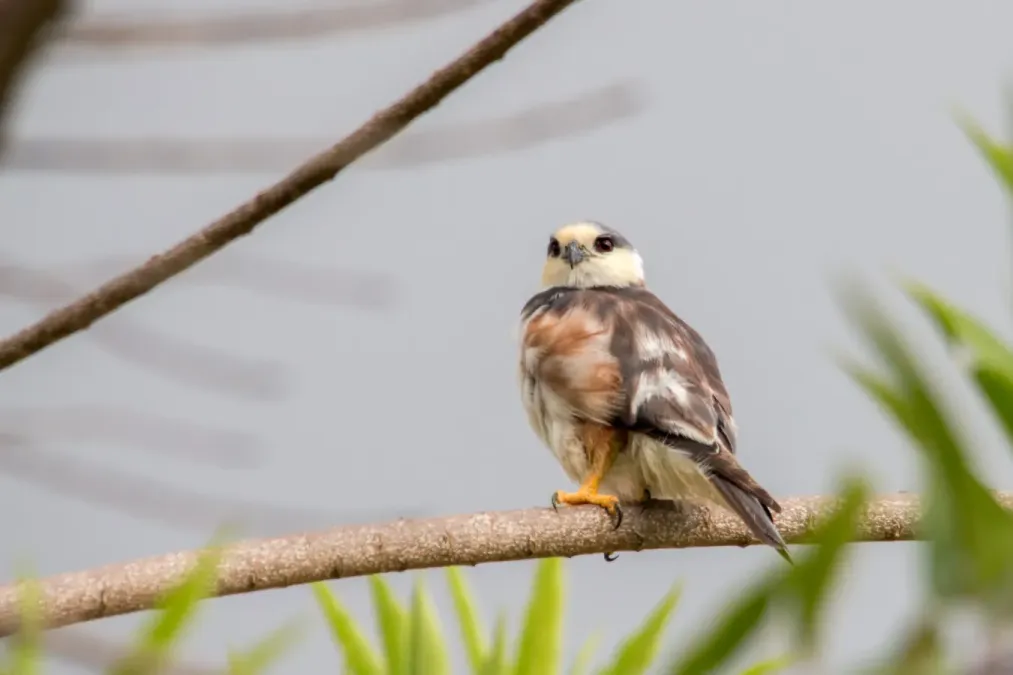 File:Pearl Kite - Cernícalo (Gampsonyx swainsonii leonae) (22505643194).jpg