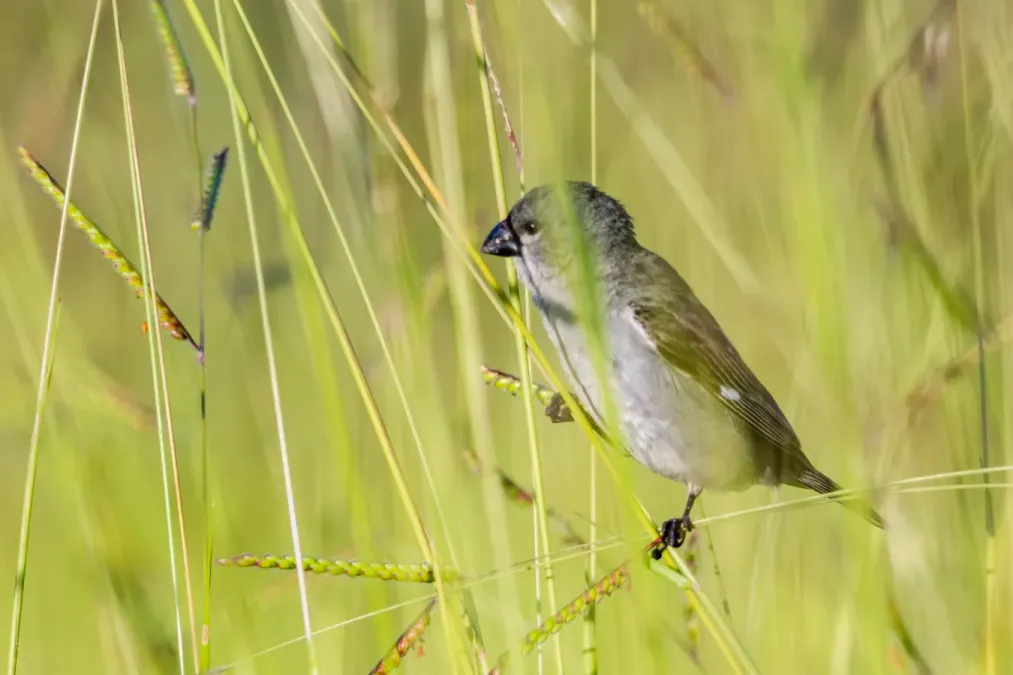 File:Plumbeous Seedeater - Espiguero Plomizo (Sporophila plumbea whiteleyana) (♂) (22659023717).jpg