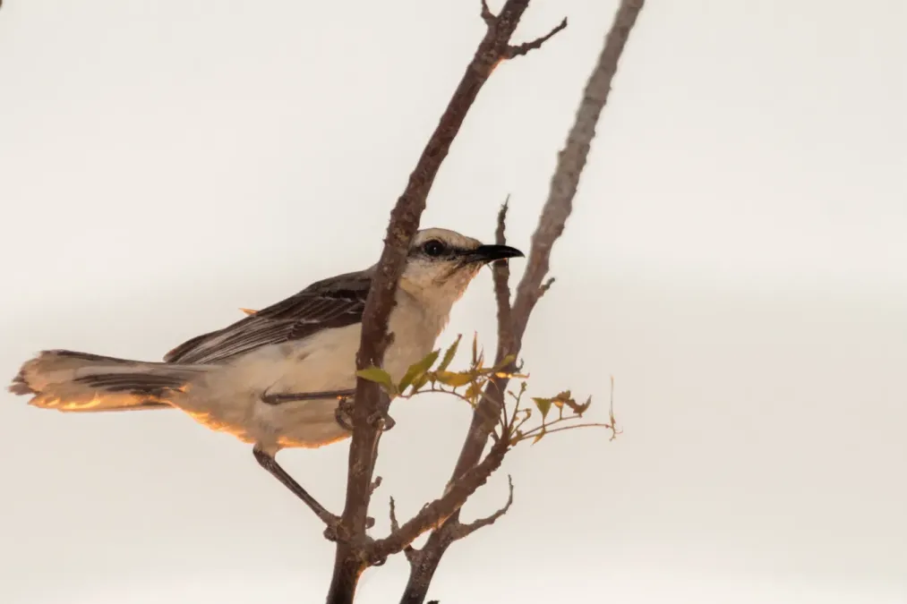 File:Tropical Mockingbird - Paraulata Llanera (Mimus gilvus) (23581064371).jpg